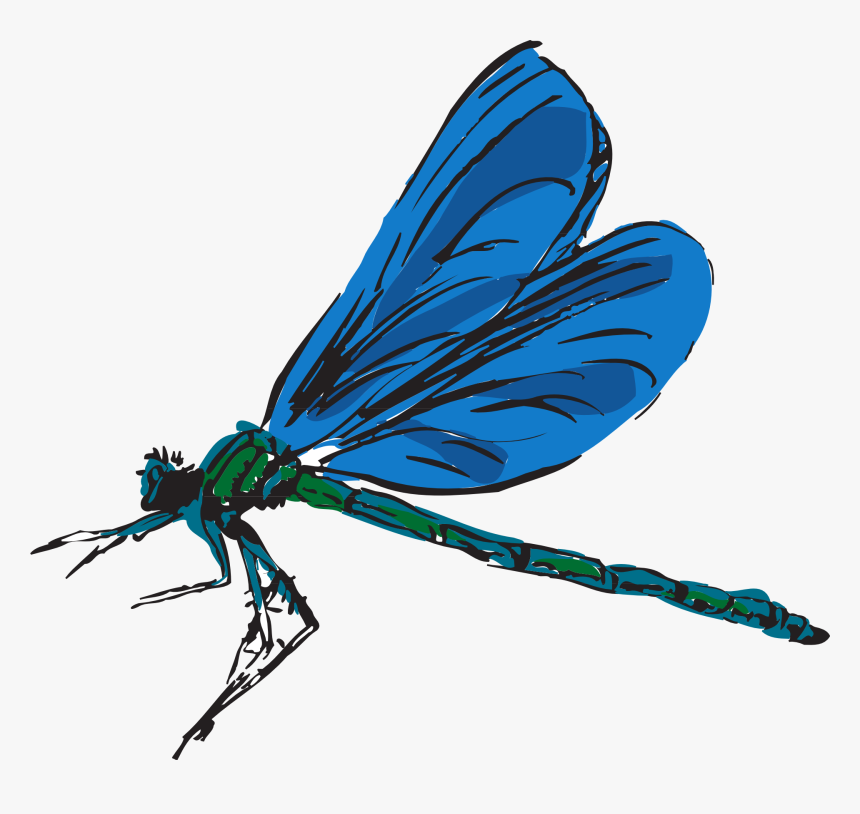 Detail Dragonfly Transparent Nomer 37