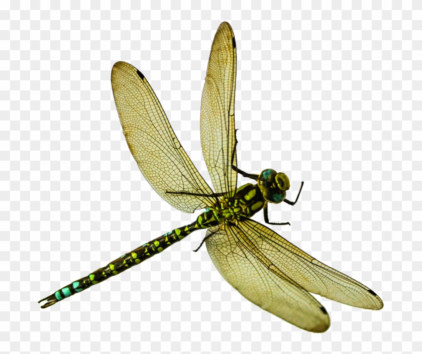Detail Dragonfly Transparent Nomer 5