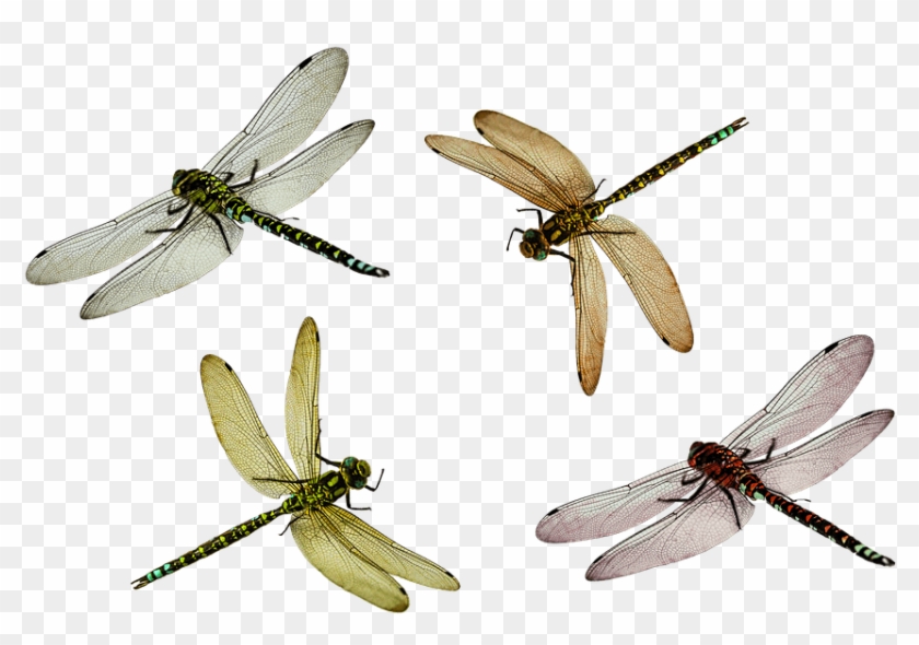 Detail Dragonfly Transparent Nomer 40