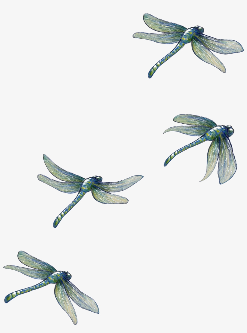 Detail Dragonfly Transparent Nomer 45