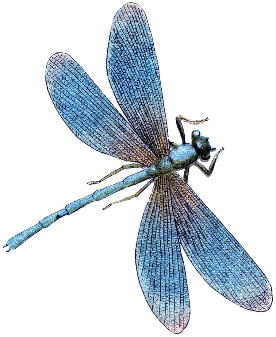 Detail Dragonfly Transparent Nomer 47