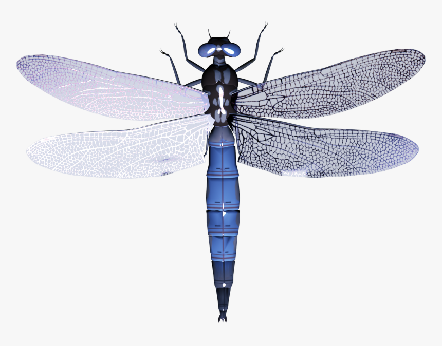 Detail Dragonfly Transparent Nomer 6