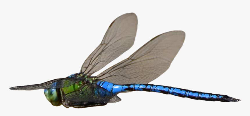 Detail Dragonfly Transparent Nomer 49