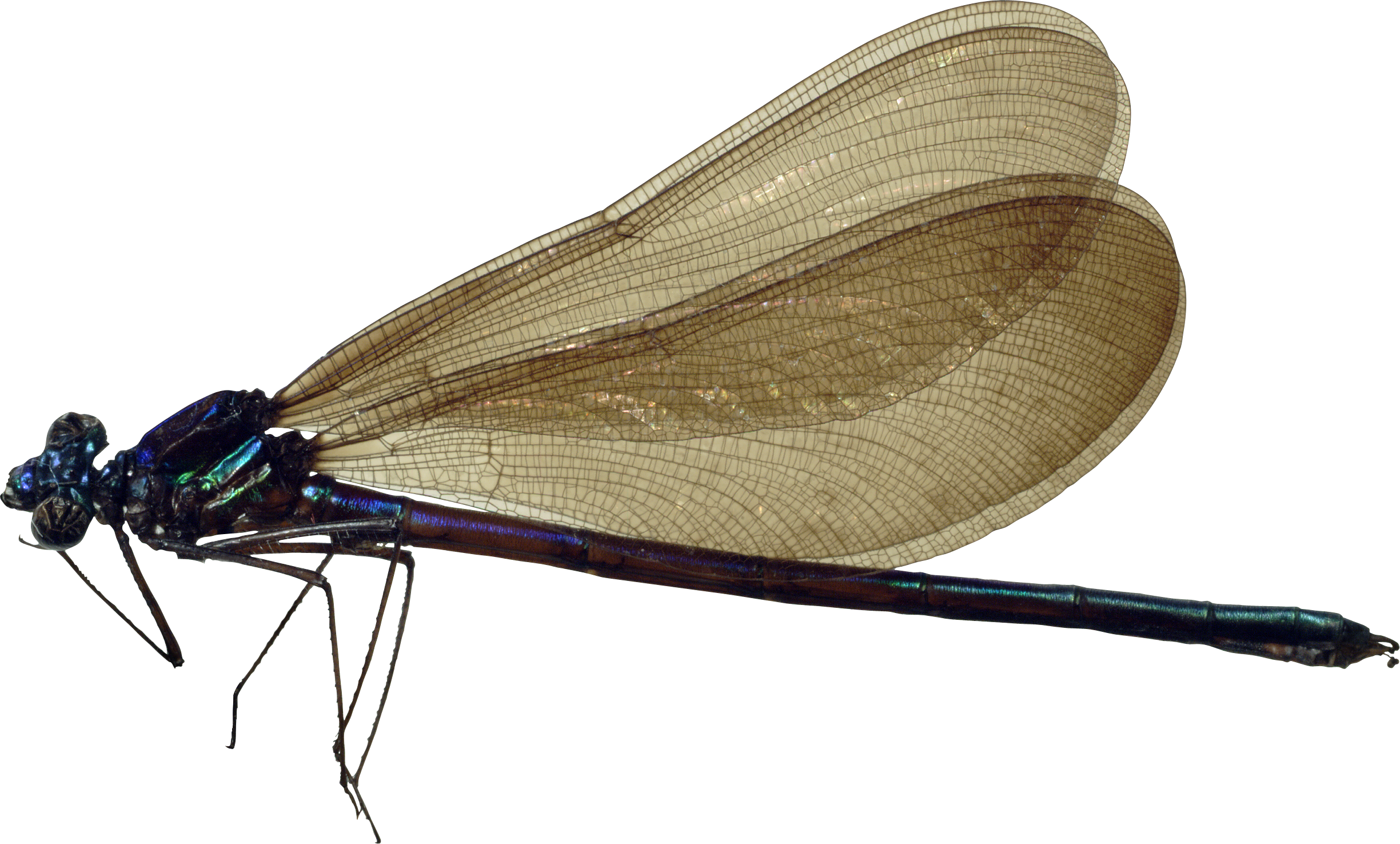 Detail Dragonfly Transparent Nomer 52