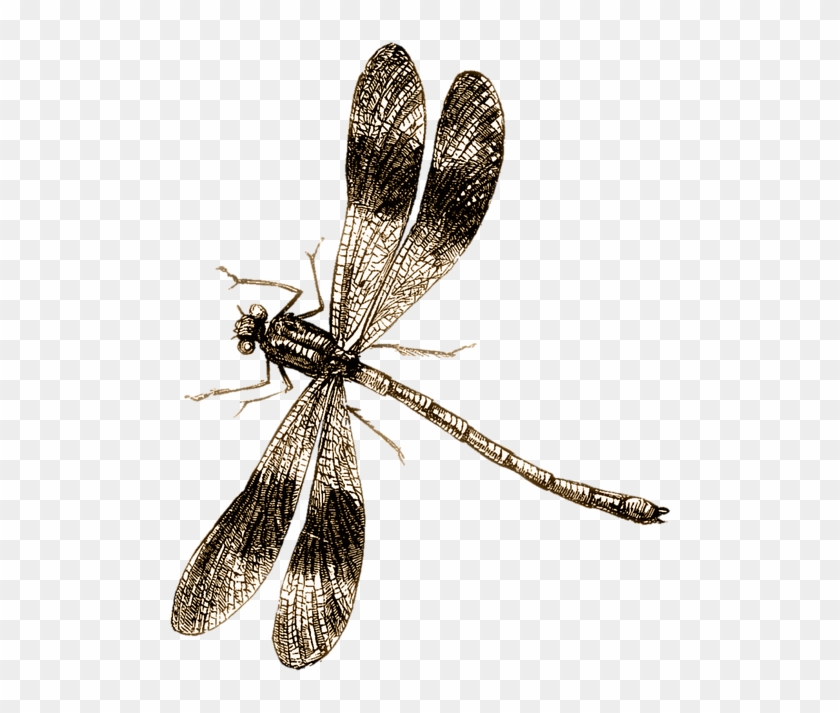 Detail Dragonfly Transparent Nomer 55
