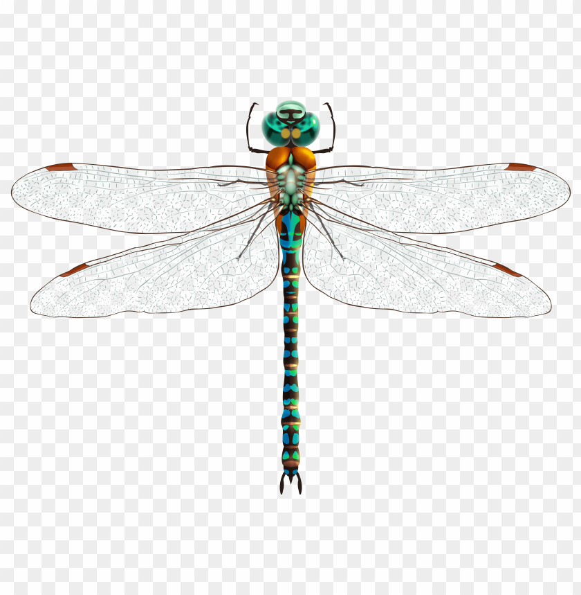 Detail Dragonfly Transparent Nomer 8