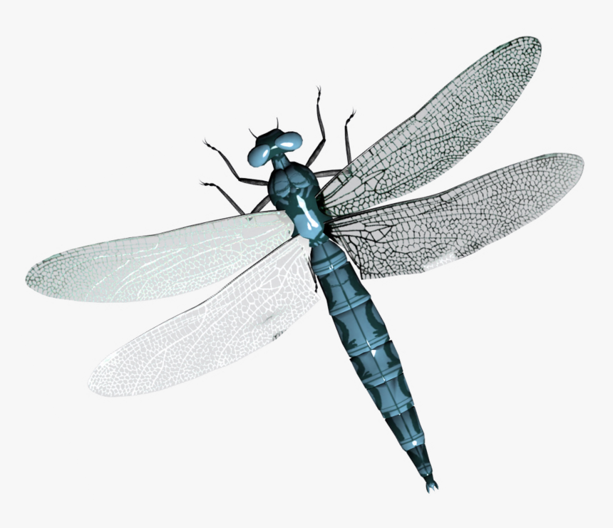 Detail Dragonfly Transparent Nomer 10