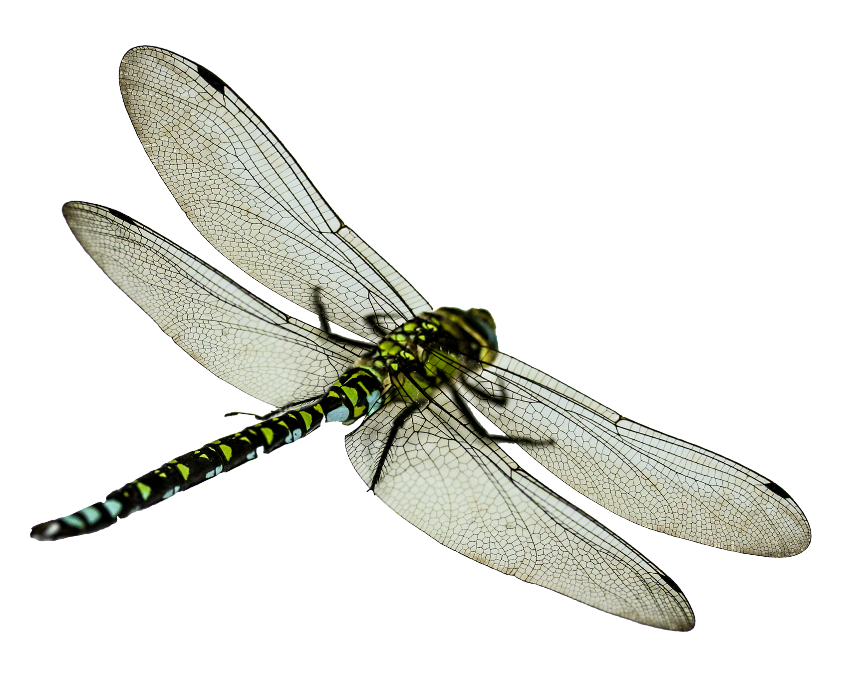 Dragonfly Transparent Background - KibrisPDR