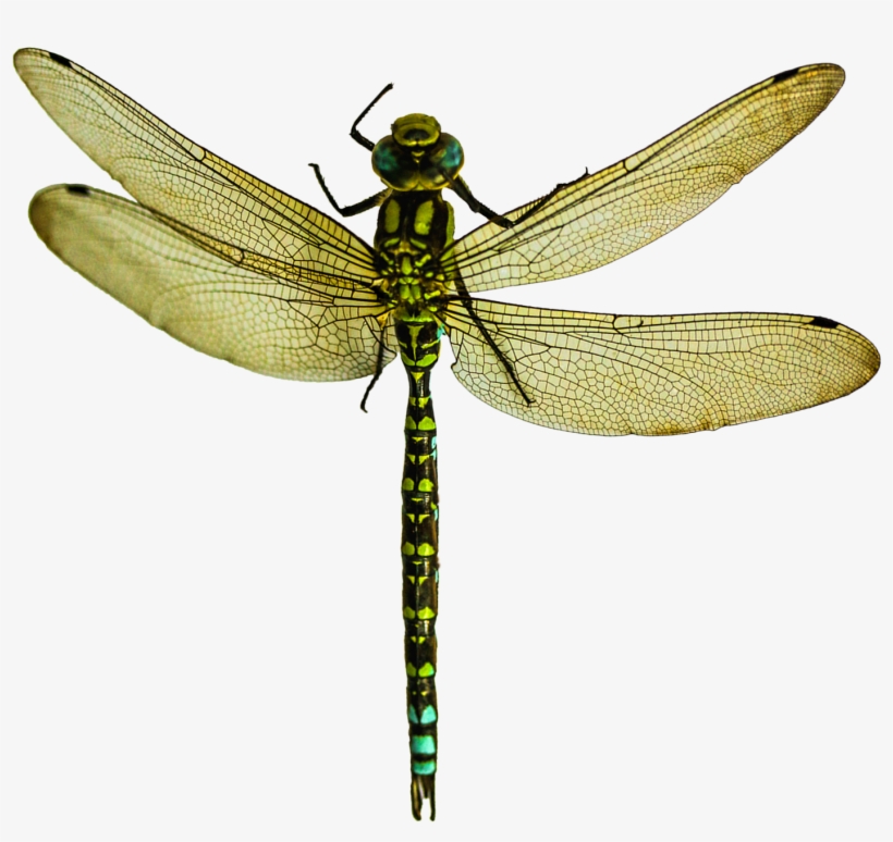 Detail Dragonfly Transparent Background Nomer 14