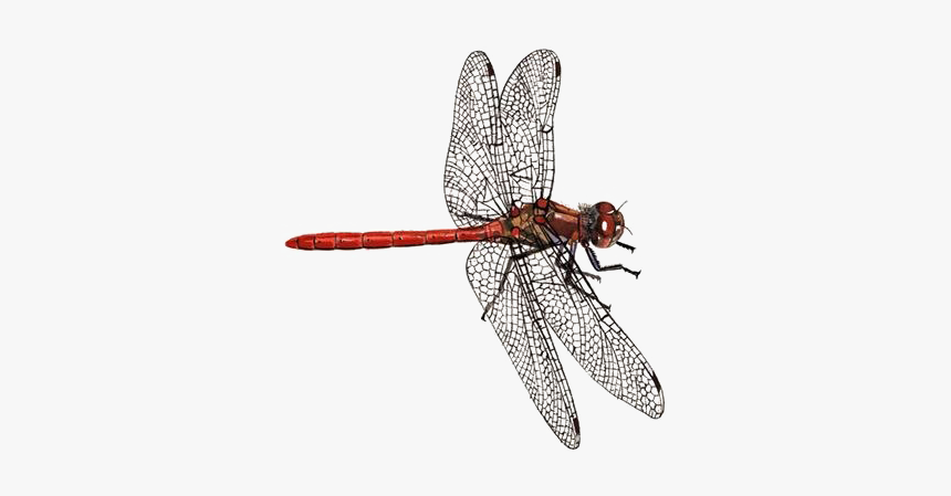 Detail Dragonfly Transparent Background Nomer 20