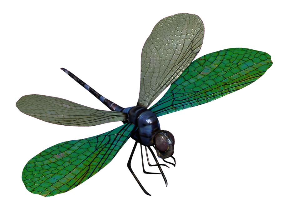 Detail Dragonfly Transparent Background Nomer 26