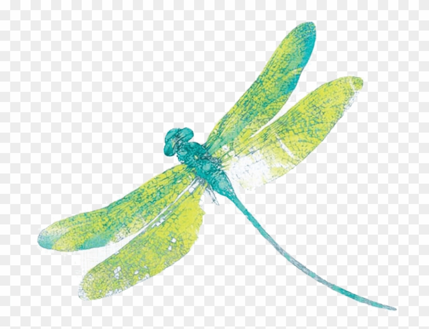 Detail Dragonfly Transparent Background Nomer 27