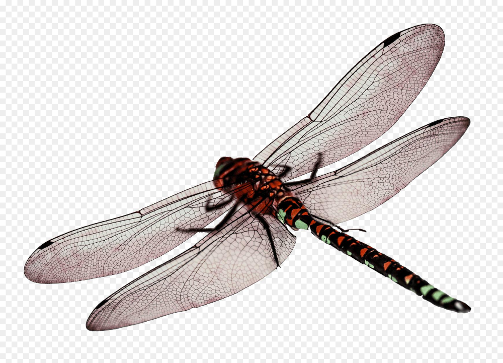 Detail Dragonfly Transparent Background Nomer 36