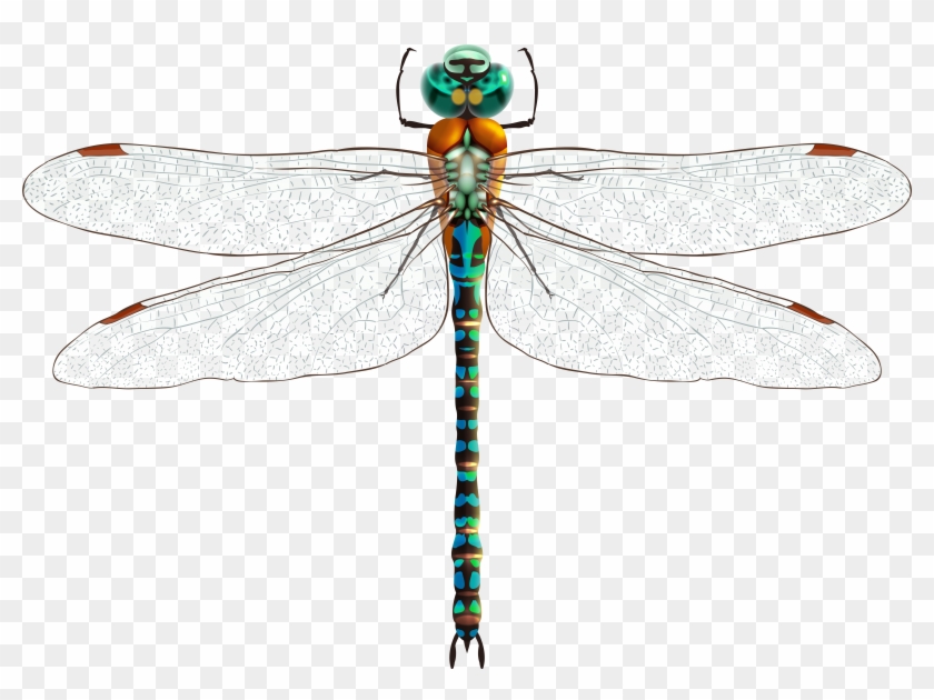 Detail Dragonfly Transparent Background Nomer 42