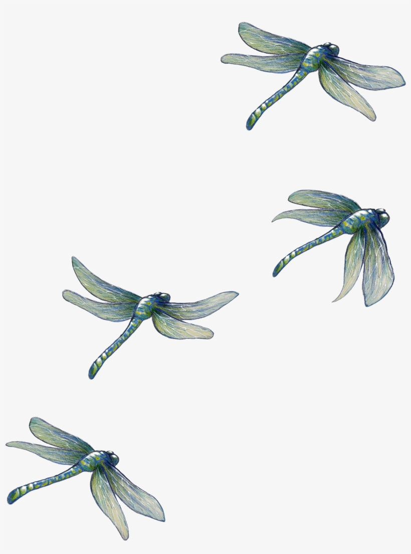 Detail Dragonfly Transparent Background Nomer 48