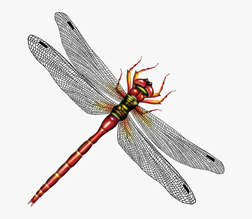 Detail Dragonfly Transparent Background Nomer 49