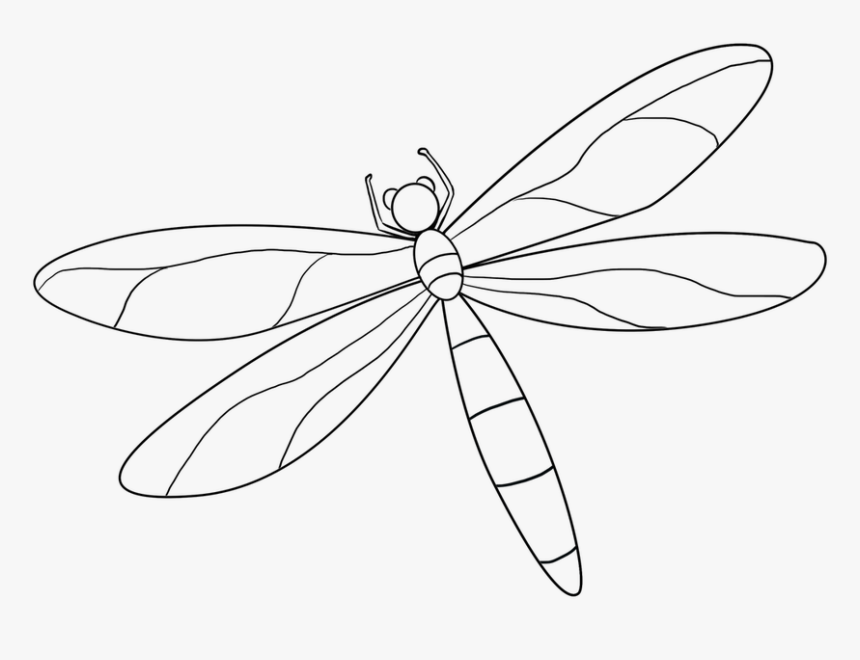 Detail Dragonfly Transparent Background Nomer 50