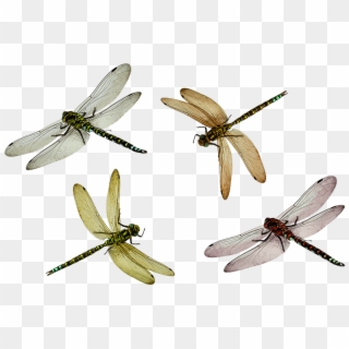 Detail Dragonfly Transparent Background Nomer 53