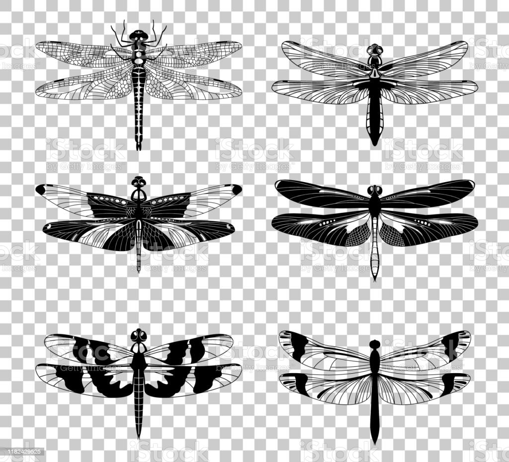 Detail Dragonfly Transparent Background Nomer 54