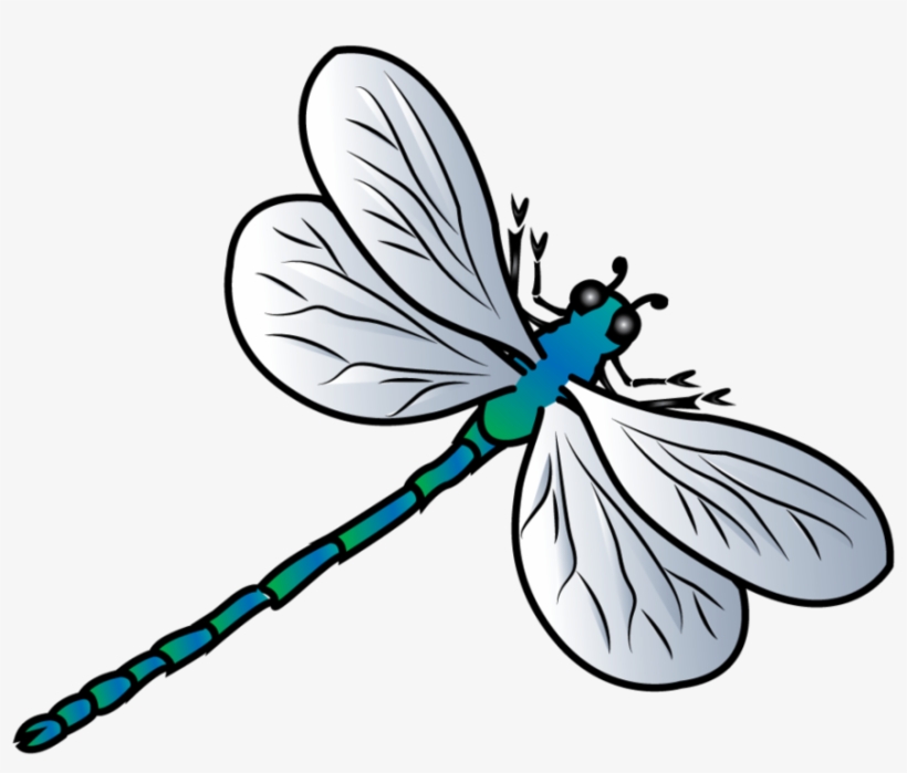 Detail Dragonfly Transparent Background Nomer 56