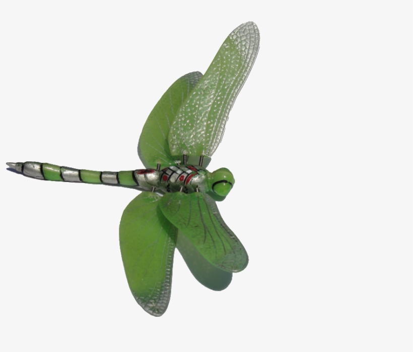 Detail Dragonfly Transparent Background Nomer 57