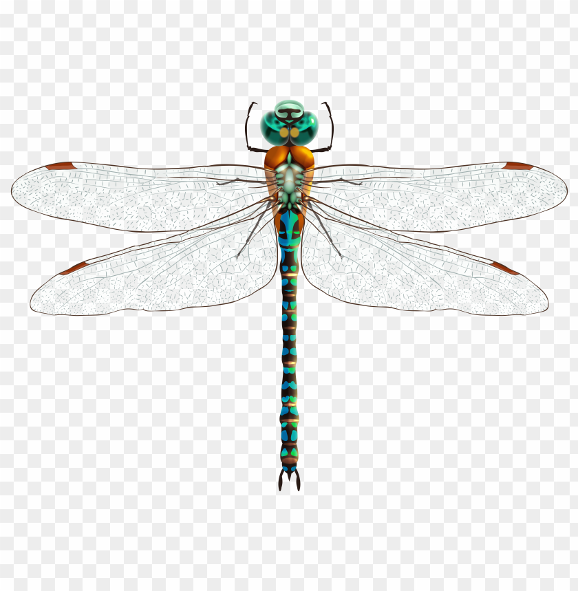 Detail Dragonfly Transparent Background Nomer 9