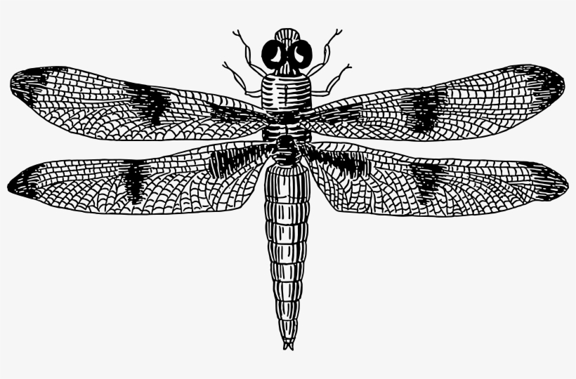 Detail Dragonfly Vector Png Nomer 12