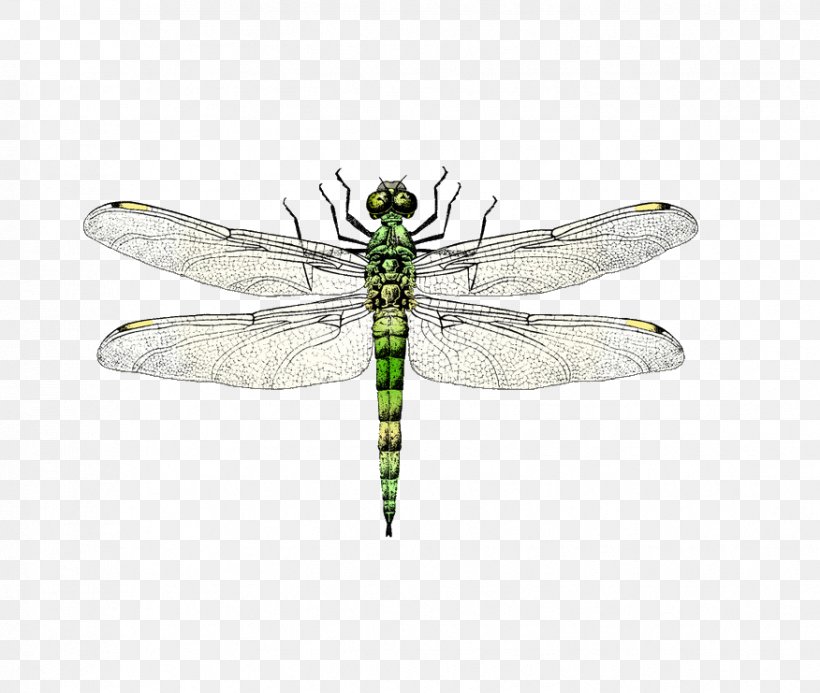 Detail Dragonfly Vector Png Nomer 22