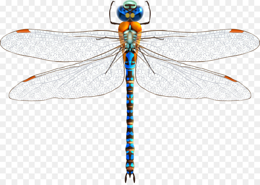 Detail Dragonfly Vector Png Nomer 23