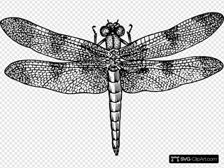 Detail Dragonfly Vector Png Nomer 32