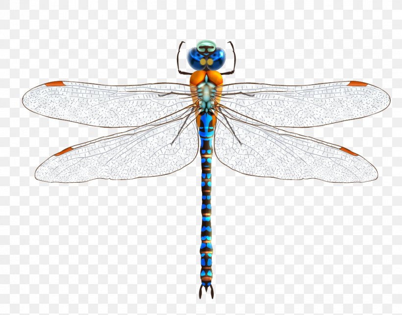 Detail Dragonfly Vector Png Nomer 42