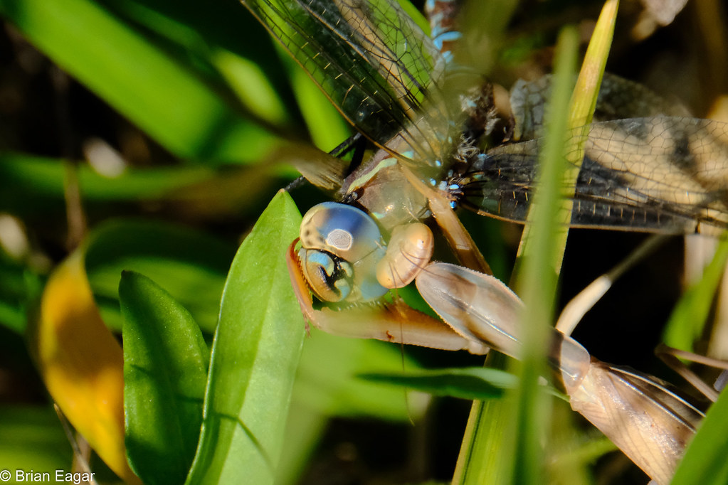 Dragonfly Vs Praying Mantis - KibrisPDR
