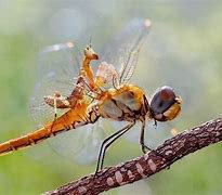 Detail Dragonfly Vs Praying Mantis Nomer 2