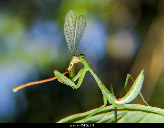 Detail Dragonfly Vs Praying Mantis Nomer 12