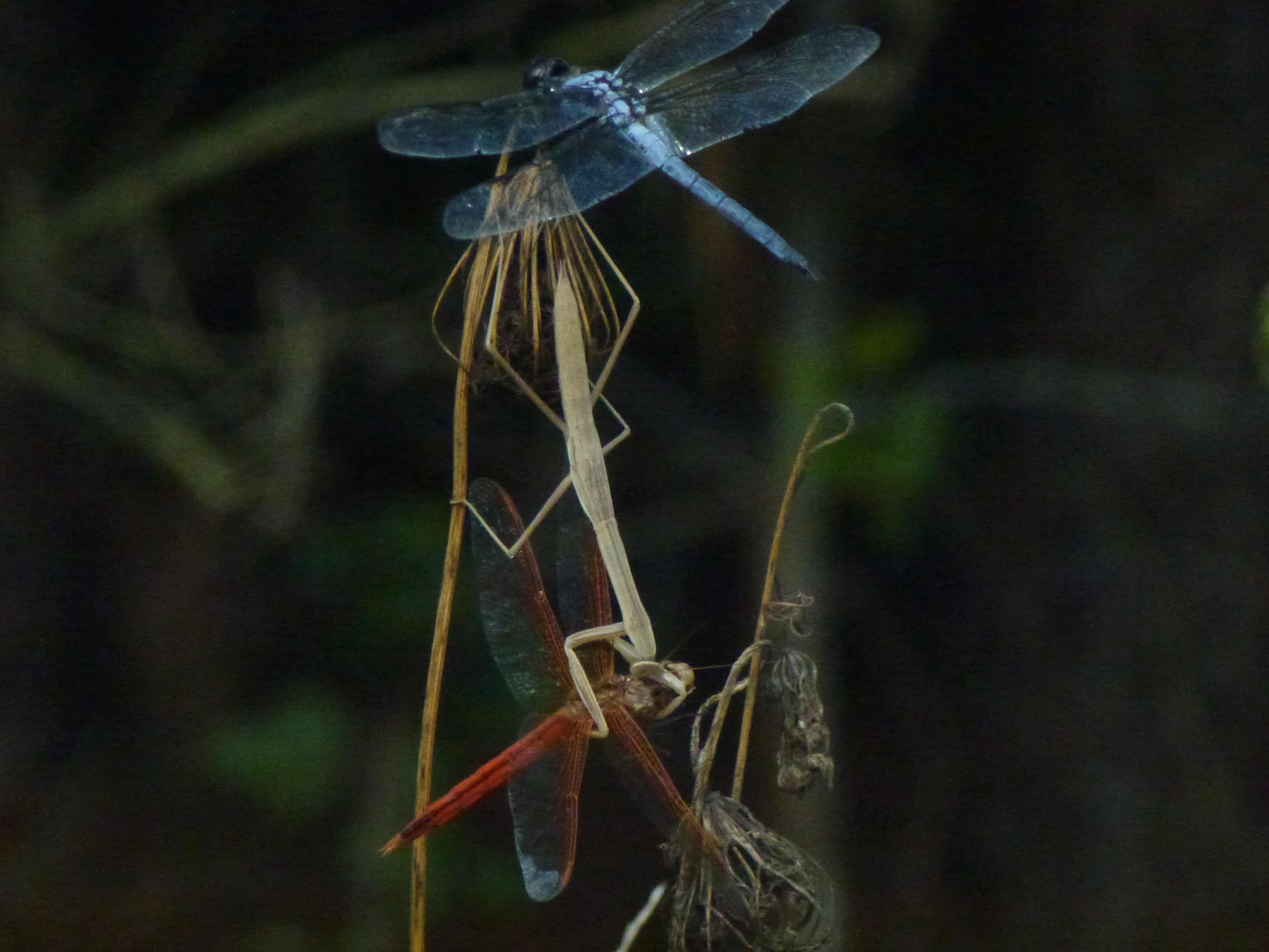 Detail Dragonfly Vs Praying Mantis Nomer 13