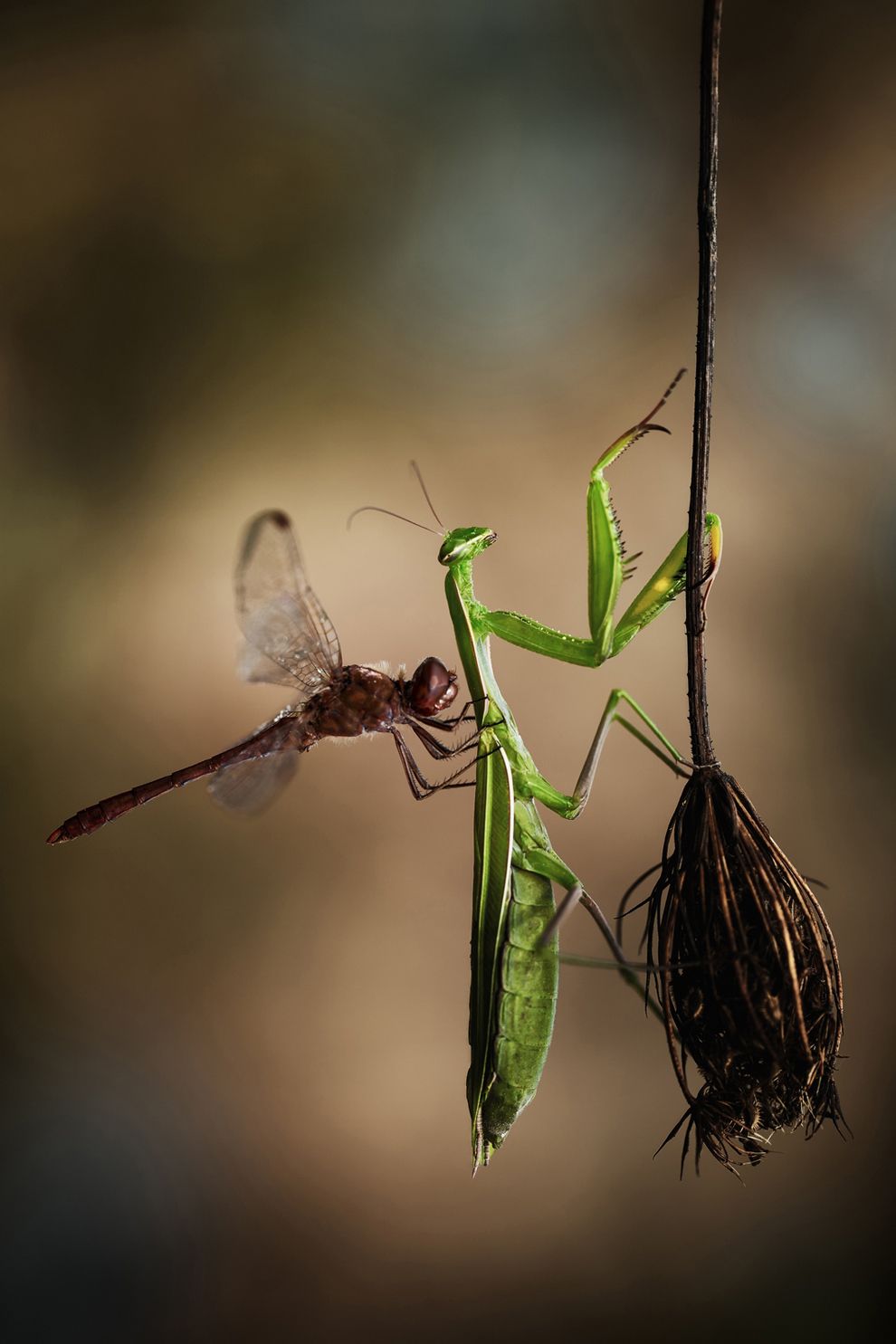 Detail Dragonfly Vs Praying Mantis Nomer 14