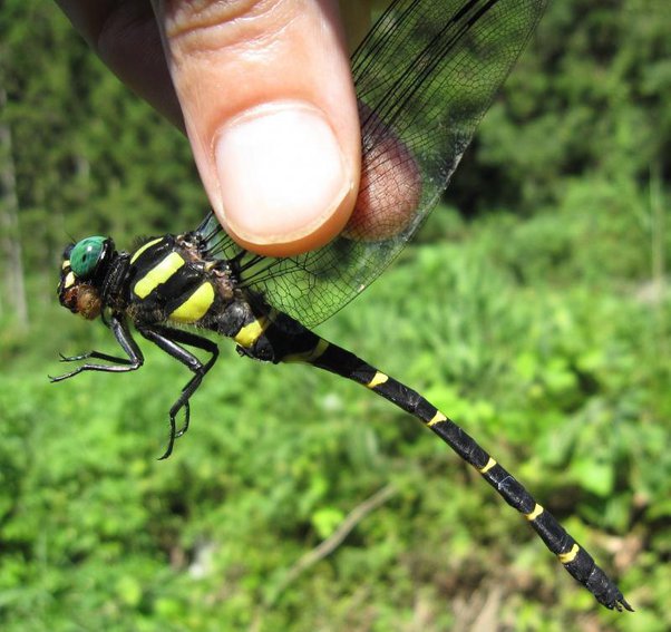 Detail Dragonfly Vs Praying Mantis Nomer 15