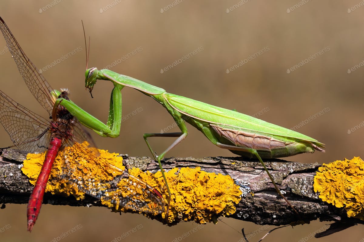 Detail Dragonfly Vs Praying Mantis Nomer 16