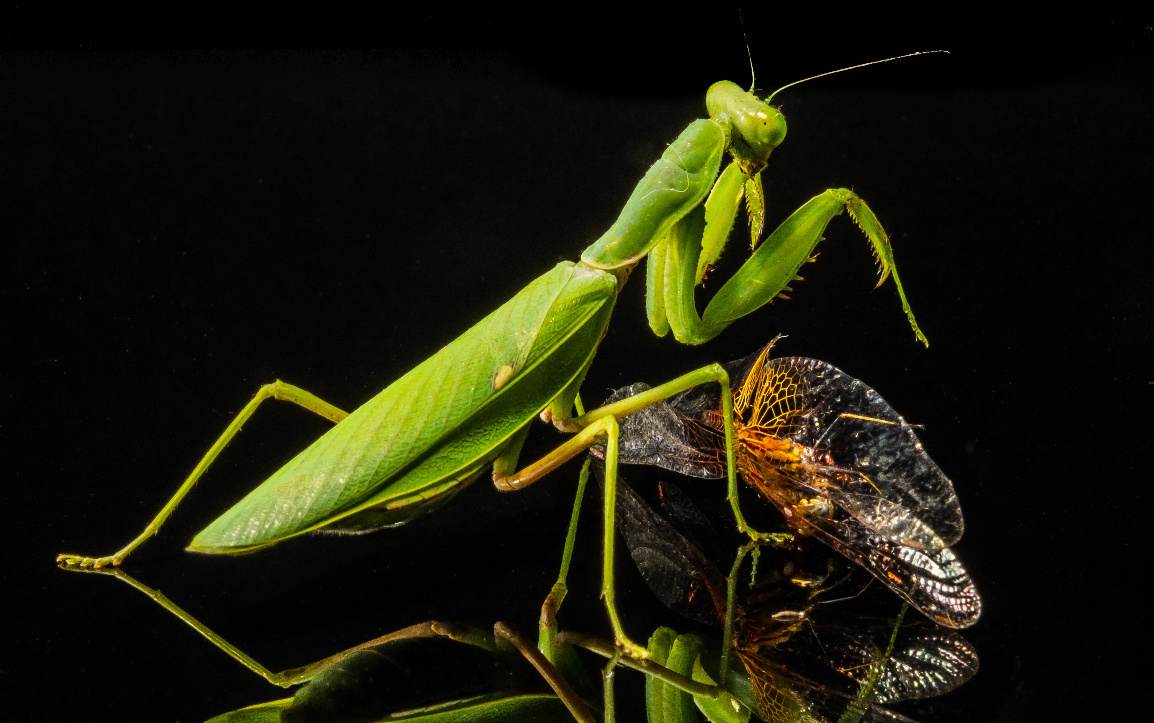 Detail Dragonfly Vs Praying Mantis Nomer 17