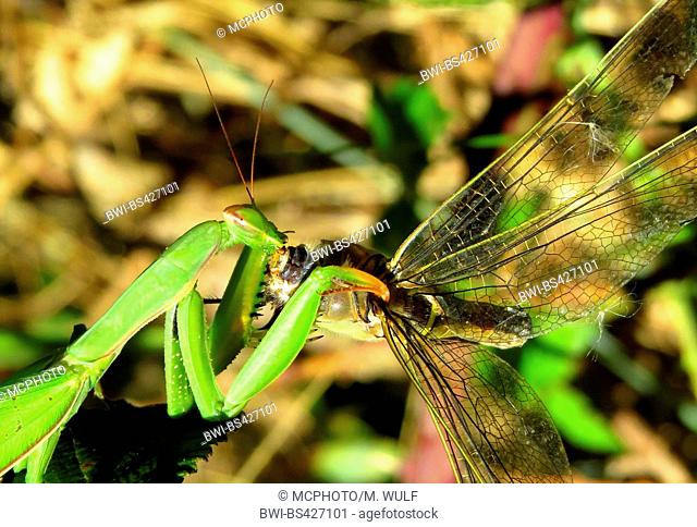 Detail Dragonfly Vs Praying Mantis Nomer 18