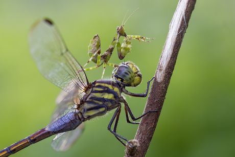 Detail Dragonfly Vs Praying Mantis Nomer 19