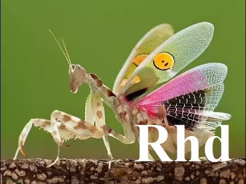 Detail Dragonfly Vs Praying Mantis Nomer 3