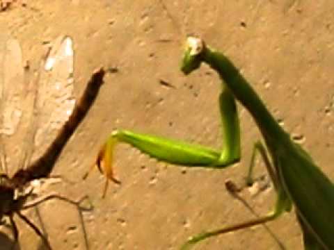 Detail Dragonfly Vs Praying Mantis Nomer 20