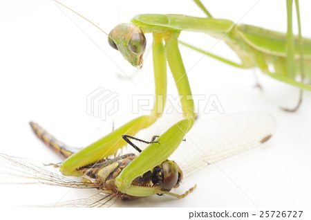 Detail Dragonfly Vs Praying Mantis Nomer 21