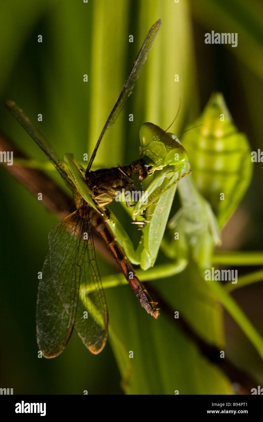 Detail Dragonfly Vs Praying Mantis Nomer 22