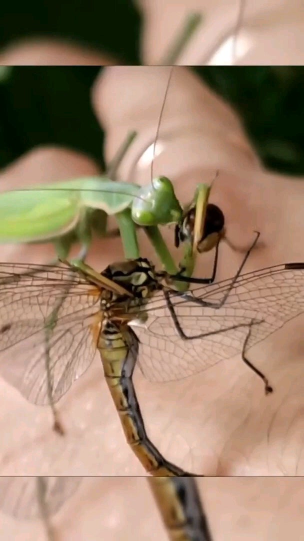 Detail Dragonfly Vs Praying Mantis Nomer 24