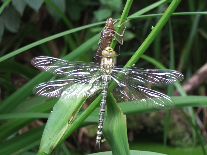 Detail Dragonfly Vs Praying Mantis Nomer 25