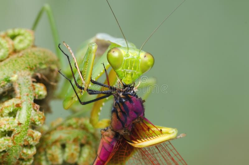 Detail Dragonfly Vs Praying Mantis Nomer 26