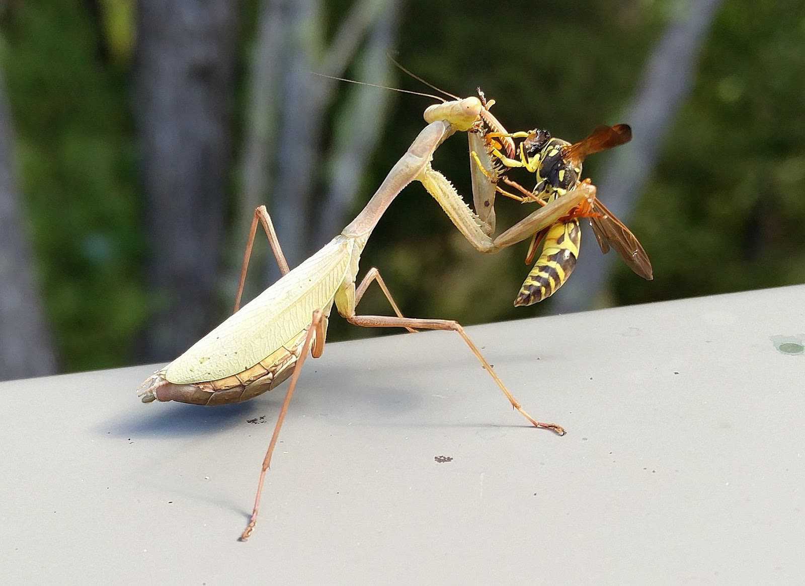 Detail Dragonfly Vs Praying Mantis Nomer 27