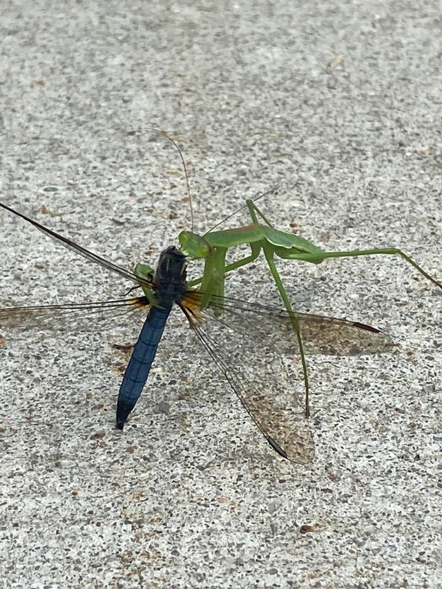 Detail Dragonfly Vs Praying Mantis Nomer 28